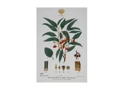 Royal Botanic Gardens Victoria Botanic Tea Towel 50x70cm Flowering Gum