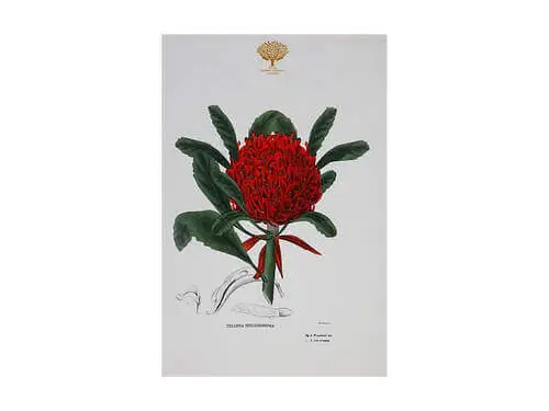 Royal Botanic Gardens Victoria Botanic Tea Towel 50x70cm Telopea