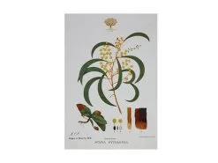 Royal Botanic Gardens Victoria Botanic Tea Towel 50x70cm Wattle